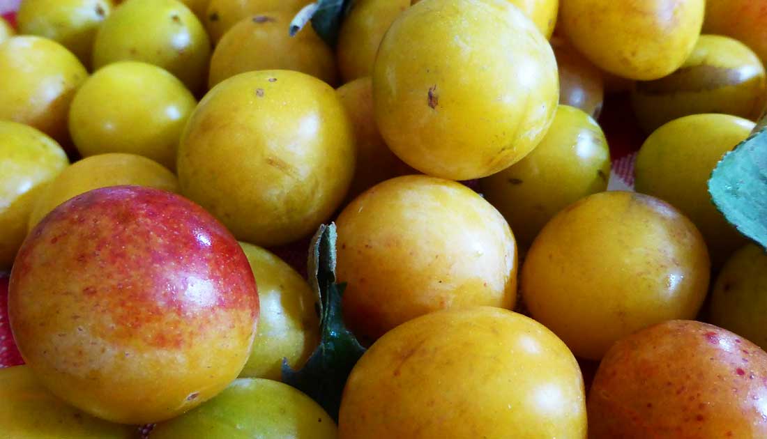 Mirabellen in Gin - fruchtiger Likör » [FLEISCHLAND]